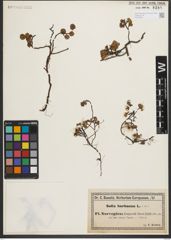 Foto von Salix herbacea L.